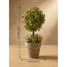 Empressco Yapay Çiçek Şimşir Esintili Mini Masa Üstü Saksılı Dekoratif Bitki 24 cm - Fiyatı, Yorumları