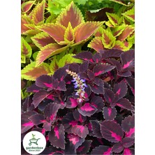Empressco Kampanyalı Yaprak Güzeli Çiçeği Bordo Renk 1 Adet Saksılı 10-20CM (Coleus) - Fiyatı, Yorumları