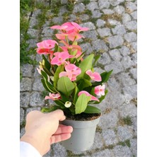 Empressco Videolu Milli Dikenler Tacı (15 45 Cm) Saksılı Kaktüs Euphorbia - Fiyatı, Yorumları
