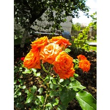 Empressco Videolu Ponpon Yediveren Kokulu Turuncu Renkli (40 65 Cm) Saksılı Aşılı Gül Orange Rose - Fiyatı, Yorumları