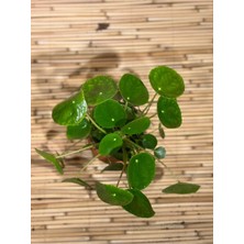 Empressco Pilea Peperomioides-Çin Para Ağacı 12 cm Saksı Çapı - Fiyatı, Yorumları