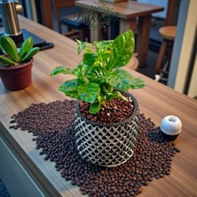 Empressco Beton Saksıda Ithal Coffee Arabica (Kahve Bitkisi) - Fiyatı, Yorumları