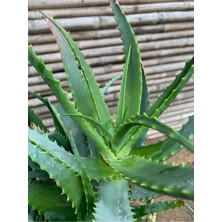 Empressco Aloevera Bitkisi Saksıda Arborescens- Peysaj Bahçe Bitkisi - Fiyatı, Yorumları