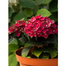 Empressco Kırmızı Ortanca Çiçeği (30 50 Cm)1 Adet Saksılı Çiçekli Bodur Bitki Hydrangea Macrophylla - Fiyatı, Yorumları