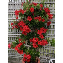 Empressco Canlı Kırmızı Çiçekli Mandevilla-Sandavilla Sarmaşık 30–60 cm Saksılı Dış Mekan Bitkisi - Fiyatı, Yorumları