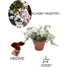 Empressco Mis Kokulu Klasik Yasemin Çiçeği 1 Adet Saksılı/tüplü (30-60CM)+YAPRAK Güzeli - Fiyatı, Yorumları