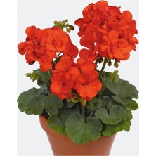 Empressco Sardunya 10 cm Saksılı - Fiyatı, Yorumları