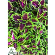 Empressco Yeşil Yaprak Güzeli Çiçeği 1 Adet Saksılı Kolyos (Coleus) - Fiyatı, Yorumları