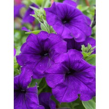 Empressco Videolu Mor Renk Petunya Makrome Sarkaç Saksılı 1 Adet Saksılı 40-50CM Teras Çiçeği (Petunia - Fiyatı, Yorumları