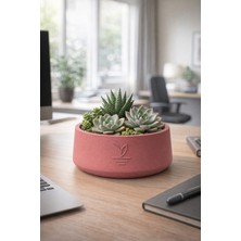Empressco Cookie 17 cm Dekoratif Beton Kaktüs Sukulent Aranjman ve Bonsai Saksı Kırmızı - Fiyatı, Yorumları