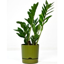 Empressco Avantajlı Set 5 Adet Begonya 12 cm Tabaklı Saksı Yosun Yeşili 1 Lt - Fiyatı, Yorumları