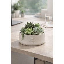 Empressco Cookie 17 cm Dekoratif Beton Kaktüs Sukulent Aranjman ve Bonsai Saksı Krem - Fiyatı, Yorumları