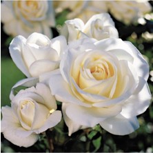 Empressco Videolu Krem Beyazı Yediveren Kokulu Gül Fidanı 2 Adet Saksılı 30-50 cm (White Rose) - Fiyatı, Yorumları