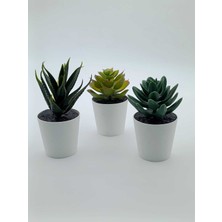 Empressco Fejka Kaktüs 3 Lü Set 6 cm Yapay Bitki Çiçek Saksılı Kaktüs - Fiyatı, Yorumları