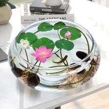 Empressco 10 Adet Lotus Çiçeği Cam Fanusta Yetişen Su Çiçeği Tohumu Kutsal Lotus Tohumu - Fiyatı, Yorumları