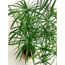 Empressco Parlak Yapraklı Japon Şemsiyesi Bitkisi 1 Adet Saksılı 40-60CM(CYPERUS Alternifolius) - Fiyatı, Yorumları