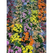 Empressco Mini Kalanşo Çiçeği 5,5cm Saksılı 3 Adet Şaşırmak Yok En Üst Kalite - Fiyatı, Yorumları