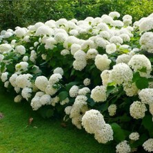 Empressco Hydrangea Mocnophylla, Beyaz Ortanca Fidanı, 10-30 Cm, Saksıda - Fiyatı, Yorumları