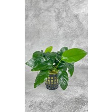 Empressco Anubias Barteri Nana Saksısız 4-7 Yapraklı 1 Kök Kolay Akvaryum Bitkisi Canlı Bitki - Fiyatı, Yorumları