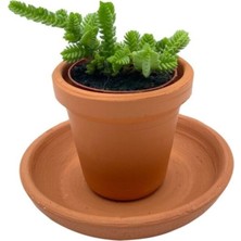Empressco Crassula Muscosa Sukulent Toprak Saksılı - Fiyatı, Yorumları