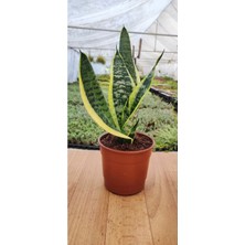 Empressco Sansevieria Trifasciata Paşa Kılıcı ( Peygamber Kılıcı ) ( 13 cm Saksıda ) 25 - 30 cm - Fiyatı, Yorumları