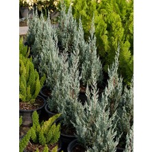 Empressco Videolu Mavi Leylandi Çam Fidanı 1 Adet Saksılı/ Tüplü 30-50CM Dış Mekan Bitkisi (Leylandi Cedar) - Fiyatı, Yorumları