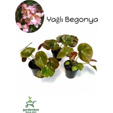 Empressco Pembe Çiçekli Yağlı Begonya Çiçeği 3 Adet Saksılı 10-20CM - Fiyatı, Yorumları