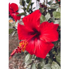 Empressco Videolu Kırmızı Japon Gülü (30 50 Cm)1 Adet Saksılı Çiçekli Bodur Bitki Hibiscus Rosa-Sinensis - Fiyatı, Yorumları