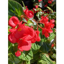 Empressco Videolu Kırmızı Katlı Saksılı Begonya Çiçeği 1 Adet Saksılı/ Tüplü 20-40CM (Red Begonia) - Fiyatı, Yorumları