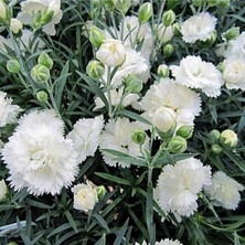 Empressco Videolu Kokulu Beyaz Karanfil Çiçeği Fidanı 15-30CM Saksılı Çiçekli Bodur Bitkiler White Carnation - Fiyatı, Yorumları