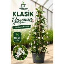 Empressco Mis Kokulu Klasik Yasemin Çiçeği 1 Adet Saksılı/tüplü (30-60CM) (Jasminum) - Fiyatı, Yorumları