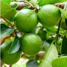 Empressco Ultra Bodur Misket Süs Limonu, Saksıda ve Meyve Verir Yaşta) - Fiyatı, Yorumları