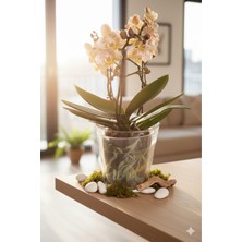 Empressco Cam Orkide Saksısı - 12 Pot Cam Orkide Saksısı - Cam Saksı Vazo - Fiyatı, Yorumları