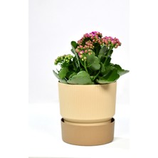 Empressco 4 Adet Ixora 15 cm Saksı Çift Renkli Krem Kahve Tonları Genişlik 15 cm Yükseklik 15 cm 2 Lt - Fiyatı, Yorumları