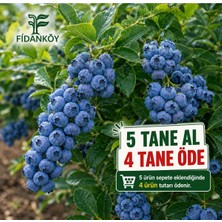 Empressco Yaban Mersini Saksılı Blueberry - Fiyatı, Yorumları