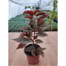 Empressco Begonia Aconitifolia Çilli Begonya ( 13 cm Saksıda ) Pembe Çiçekli - Fiyatı, Yorumları