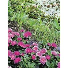 Nacario Independently Published My Sketch Book, Pink Flowers, Lily Pads, Gifts For Women, Men, Teens