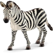 tp Dişi Zebra