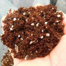3 Litre Tohumcumm Torf Toprak Perlit Karışımlı Saksı Toprağı Doğal Bitki İçin Uygun