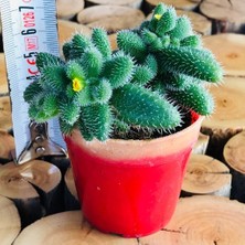 Egzotik Delosperma Echinatum Tüylü Sarı Çiçek Açan Sukulent 6-7 cm Saksıda Türkiye Menşeli