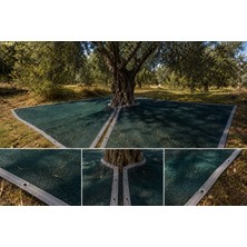 Morilu Zeytin Ağacına Geçirmeli Sergenlik -  %75'lik Şeritli Halkalı File - Dut - Zeytin - Ceviz Toplama Filesi
