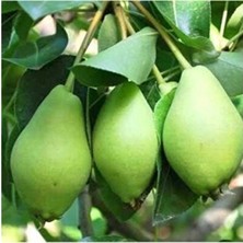 Empressco 3 Yaş Aşılı Limon Armut Fidanı, Saksıda