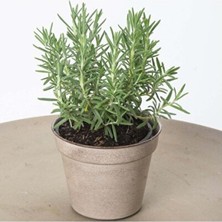 Empressco Saksılı Kekik Nane Biberiye Üçlü Set 10-20 cm