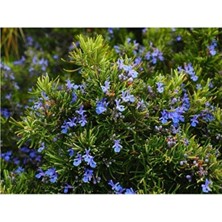 Empressco Rosmarinus Officinalis Biberiye Fidanı, Saksılı