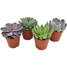 Egzotik Bahçe 4'lü Sukulent Set - 5,5 cm Saksıda Özel Sukulent Çeşitleri ile Bahçenizi Renklendirin