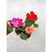 Empressco Saksıda Sardunya Fidesi Karışık Renk 10-20 cm