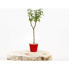 Empressco Bonsai Ligustrum Japonicum - Hediyelik Kırmızı Saksıda