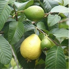 Empressco Bodur Sarı Guava Fidanı, Saksıda