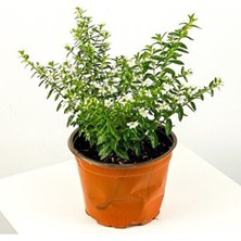 Empressco Cennet Çiçeği, 2 Adet, Saksıda