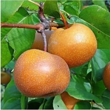 Empressco 3 Yaş Aşılı Naşi Armudu, Saksıda